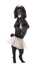 Poodle, 5 Years Old, Standing, Dancing, Wearing A Pink Tutu