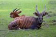 Bongo - antelope, Tragelaphus eurycerus isaaci
