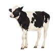 Calf, 8 months old, in front of white background