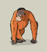 Cartoon Orangutan Ape