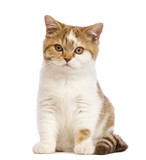 Fototapeta Koty - British Shorthair kitten, 3.5 months old, sitting