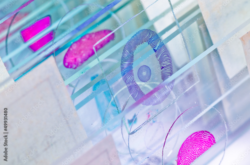 science microscope slide Stock Photo | Adobe Stock