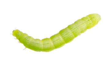 Wall Mural - green caterpillar