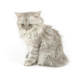 Fototapeta Zwierzęta - sad white kitten (british longhair)
