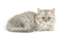 Kitten Of British Longhair Breed