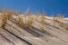 Kelso Sand Dunes Vegetation