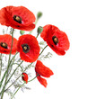 Poppy flowers isolated on a white background