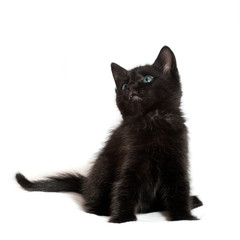  little black kitten. age of 1.5 months