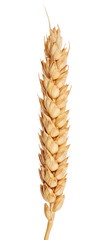 Sticker - isolated ear of wheat without awns