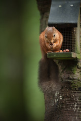 Wall Mural - red squirrel on a bird feeder
