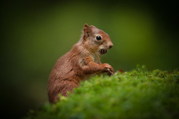 Wall Mural - red squirrel baby.