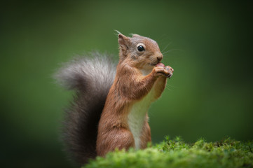 Wall Mural - red sqirrel standing.