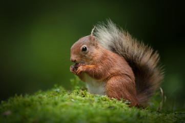 Wall Mural - red squirrel