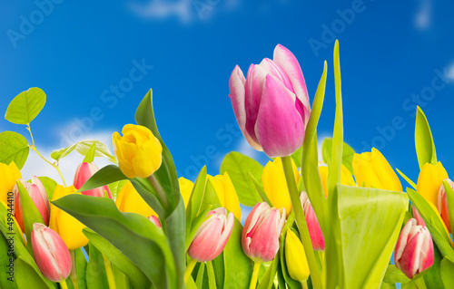 Naklejka na kafelki tulpe und blauer himmel