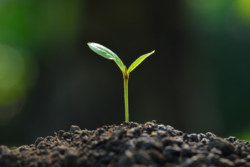 Poster - young plant new life
