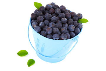 Wall Mural - fresh blueberry in a blue mug with leaves, over a white backgrou