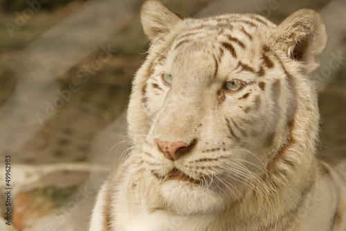 Tapeta ścienna Bliska twarz tygrysa albinos