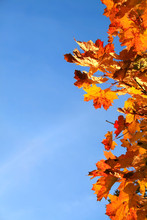 Autumn Leaves With Blue Sky
