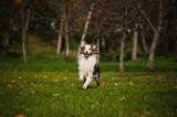 Fototapeta Psy - young merle Australian shepherd running in autumn