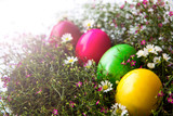 Fototapeta Tulipany - Colorful easter eggs on grass and flower