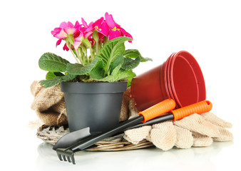 Wall Mural - Beautiful pink primula in flowerpot and gardening tools,