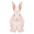 White and pink Happy Easter Bunny isolated - realistic vector