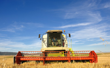 Combine harvesting wheat with blue sky