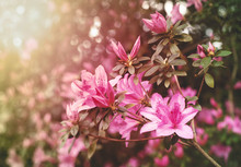 Spring Azaleas In Soft Sunlight