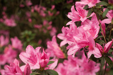 Pink Azalea Clusters On Soft-Focus Background