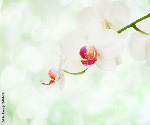 Tapeta ścienna Biała orchidea na defocused jasnozielonym tle.