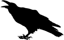 Cawing Raven