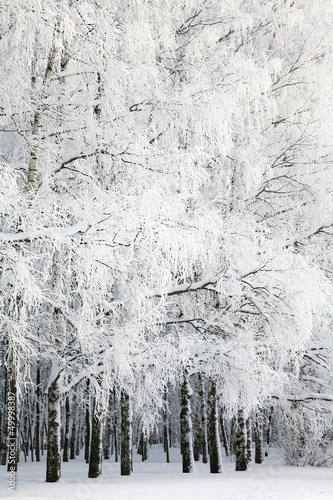 Naklejka samoprzylepna Rosyjska zima w brzozowym gaju
