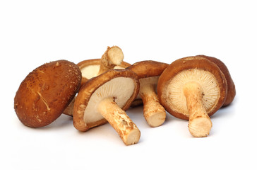 Fresh mushroom on white background