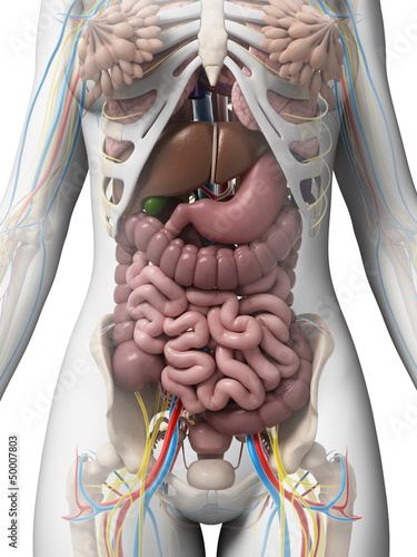 Plakat na zamówienie 3d rendered illustration of the female anatomy