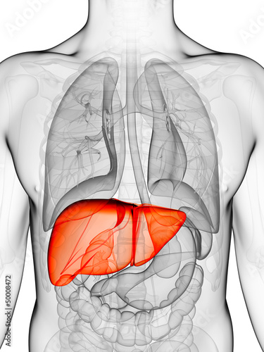 Obraz w ramie 3d rendered illustration of the male liver