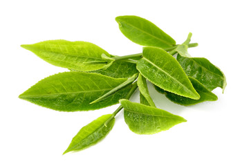 Fotomurales - tea leaf