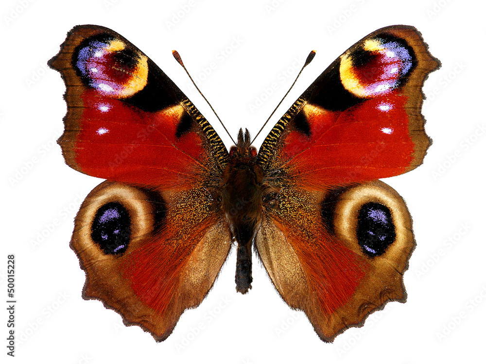 European Peacock butterfly (Inachis io) - obrazy, fototapety, plakaty 