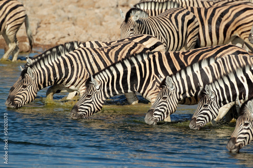 Plakat na papierze fotorealistycznym Równiny wody pitnej zebras, park narodowy etosha