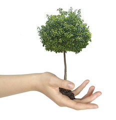 Wall Mural - tree in hand