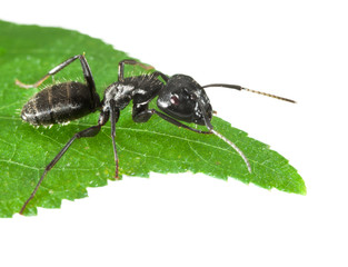 Wall Mural - Ant on green leaf tip