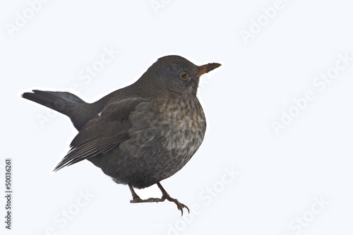 Merle Noir Femelle Oiseau Détouré Sur Fond Blanc Buy