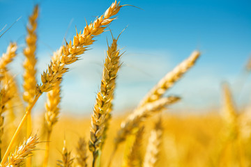 tops of wheat