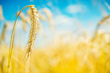 Wall Mural - wheat plant