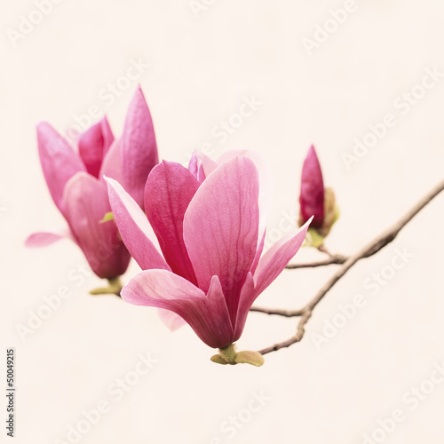 Board z aluminiowym obramowaniem Zbliżenie magnolia na białym tle
