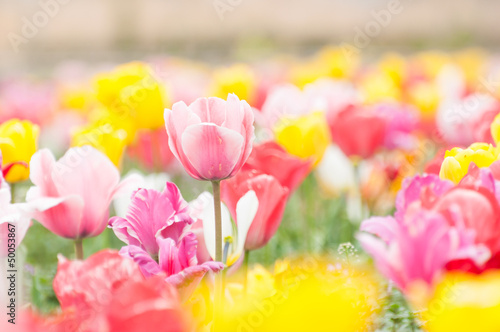 Tapeta ścienna Kolorowe pola tulipanów