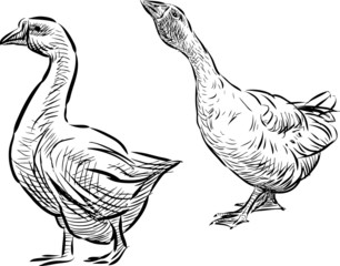 Wall Mural - two geese