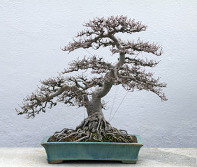 bonsai tree