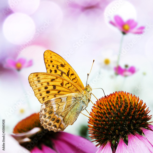 Tapeta ścienna Motyl na kwiat