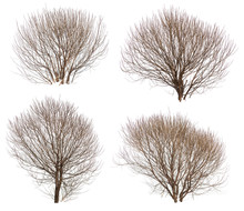 Leafless Bushes Collection