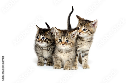 Plakat na zamówienie Three tabby kittens